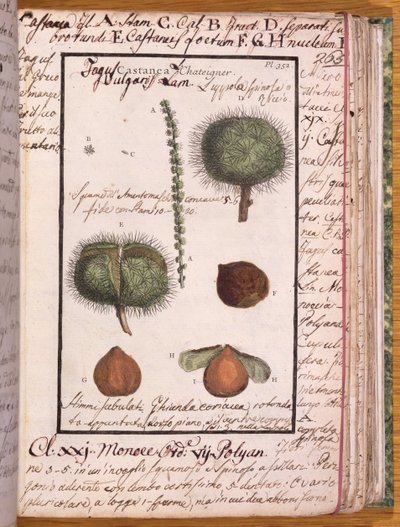 Ms 115 Chestnut, Dizionario di Botanica