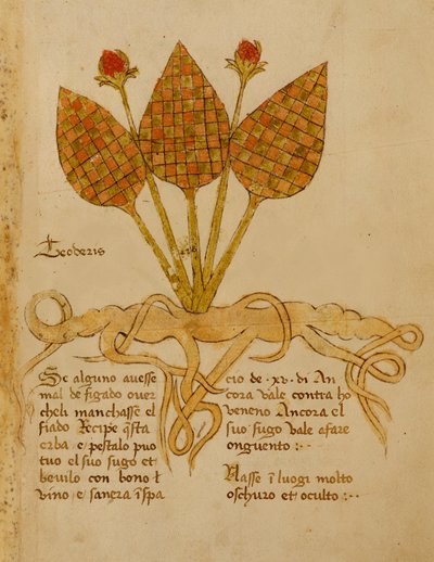 Ms 1591 Fol.19r Bitki Teoderis (parşömen üzerinde) by Italian School