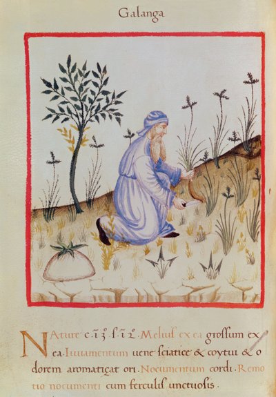Ms 3054 f.22 Havlıcan hasadı, 