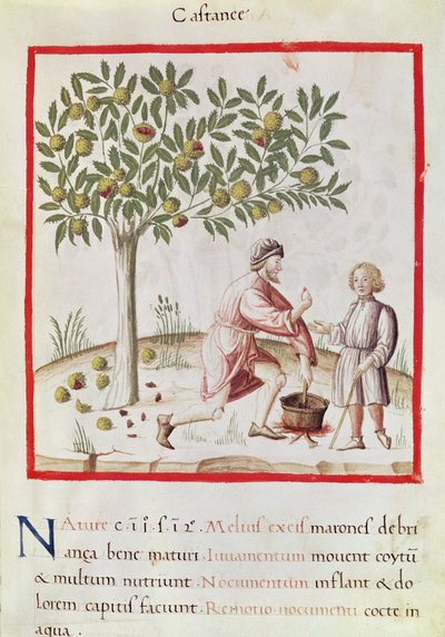 Ms 3054 fol.31 