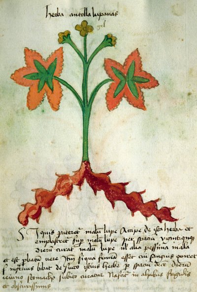 Ms 320 1000 Fol.13r Herba Victoria, 