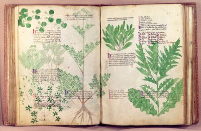 Ms Lat 6823 fol.19v & De Herbis
