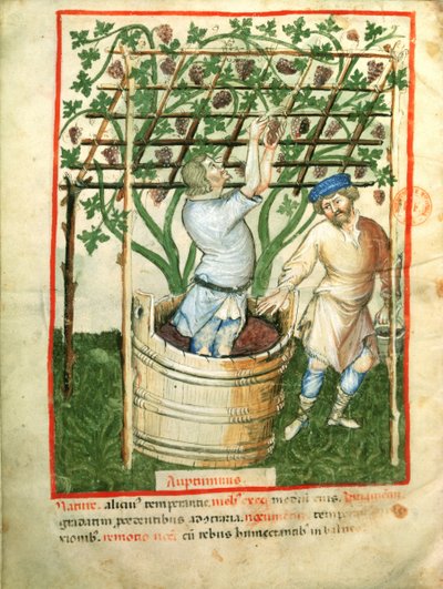Nouv Acq Lat 1673 fol.103v Üzüm toplama ve presleme, Tacuinum Sanitatis