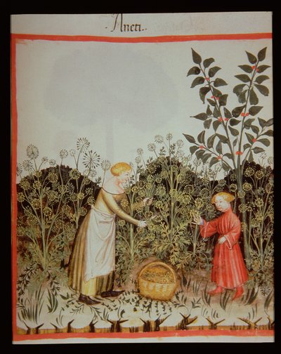 Nova 2644 f.32r Toplayıcı Dereotu by Italian School