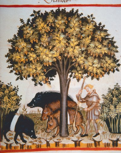 Nova 2644 fol.15r Tacuinum Sanitatis Code Vindobonensis