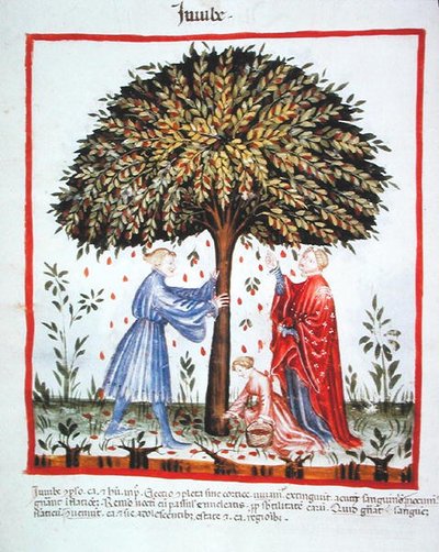 Nova 2644 fol.15v Hünnap Toplama, Tacuinum Sanitatis Code Vindobonensis