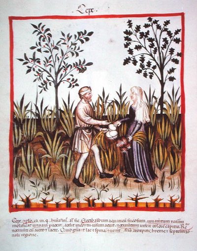 Nova 2644 fol.25v Soğan Hasat, Tacuinum Sanitatis Code Vindobonensis