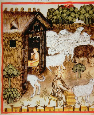 Nova 2644 fol.59r Koyun yetiştiriciliği: Tacuinum Sanitatis