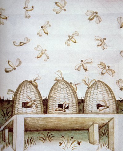 Nova 2644 fol.94v Arı Kovanları, Tacuinum Sanitatis