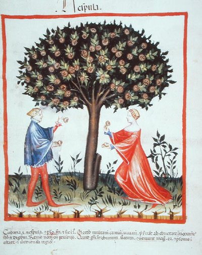 Nove 2644 fol.10v Ceviz Toplama, Tacuinum