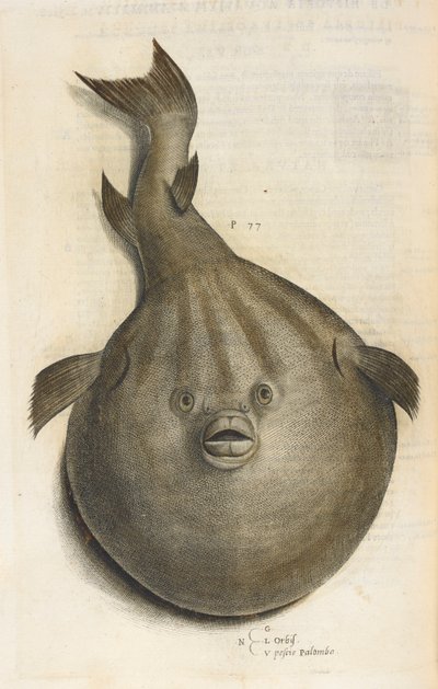 Yeni Dünya. Pesci Palombo, Ippolito Salviani