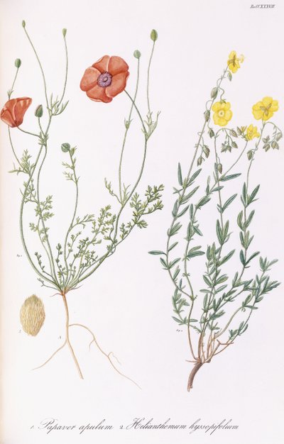 Papaver apulum ve Helianthemum hyssopifolum, 1811-1838 by Italian School