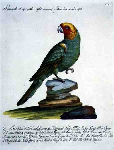 Papağan, c.1767-76 (el renkli gravür) by Italian School