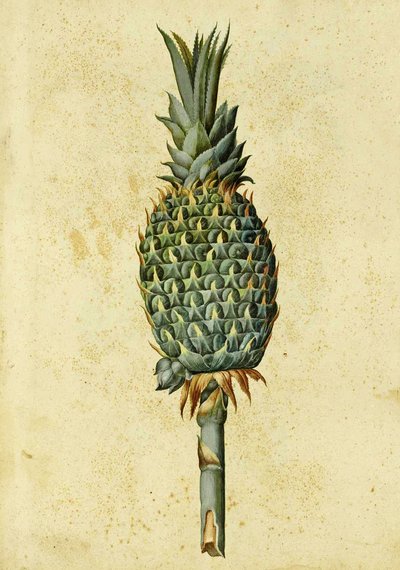 Ananas, Ulisse Aldrovandi by Italian School