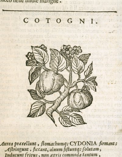 Ayva (Cydonia oblonga), Castore Durante tarafından gravür by Italian School