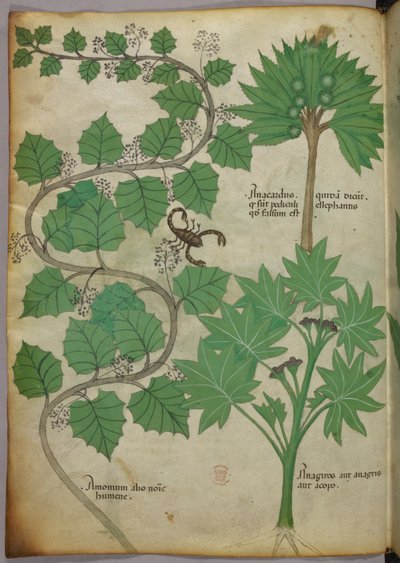 Sloane 4016 f.3v Botanik İllüstrasyon, c.1440 (parşömen) by Italian School