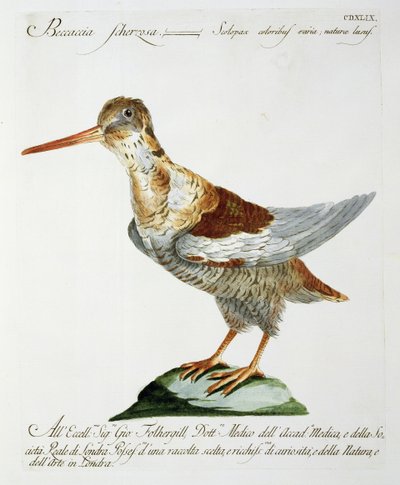 Snipe, c.1767-76 (el renkli gravür) by Italian School