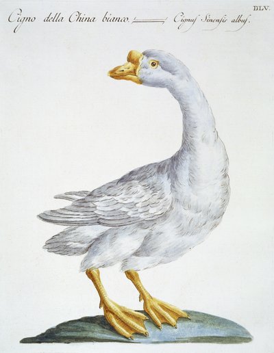 Swan, c.1767-76 (el renkli gravür) by Italian School