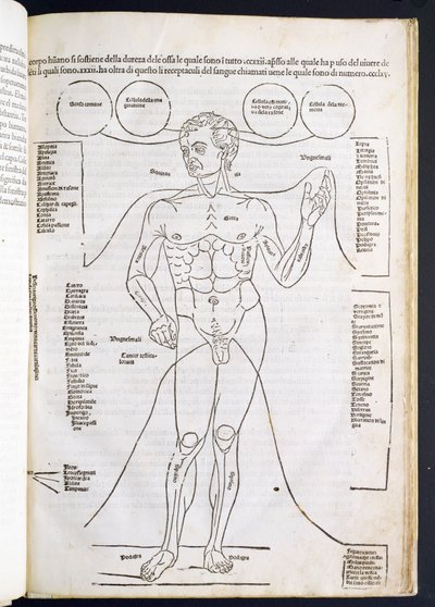 Johannes de Ketham (d.c.1490) tarafından Fascilulus Medicinae