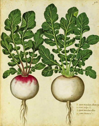 Ulisse Aldrovandi tarafından şalgam by Italian School