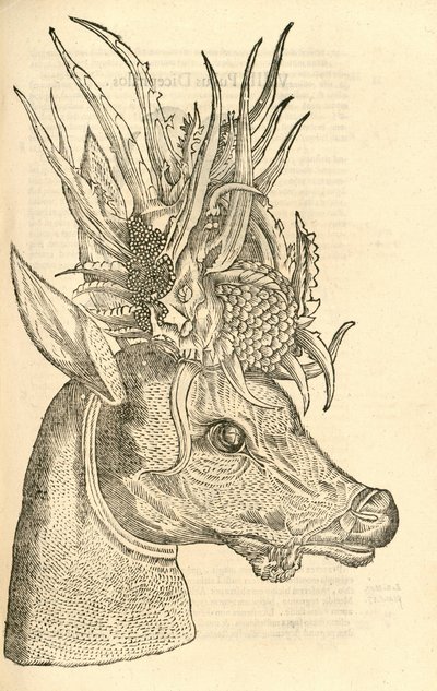 Aldrovandis Canavarlar Tarihinden Capreolus Polyceros