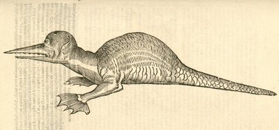 Aldrovandis Canavarlar Tarihinden Draco marinus monophthalmos bipes çizimi, 1642 by Italian School