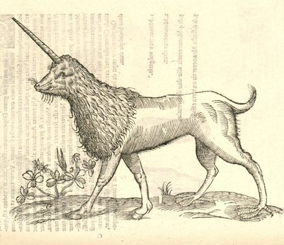Aldrovandus Canavarlar Tarihinden bir Camphurch çizimi, 1642 by Italian School
