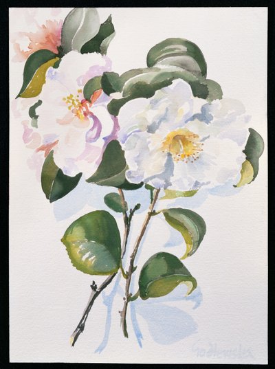 Camelia, 1998 (kağıt üzerinde wc) by Izabella Godlewska de Aranda