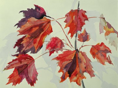 No.24 Sonbahar Akçaağaç Yaprağı (wc) by Izabella Godlewska de Aranda