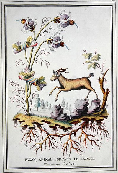 Midesinde bir bezoar taşıyan bir Pazan, vahşi dağ keçisi by J. (after) Charton