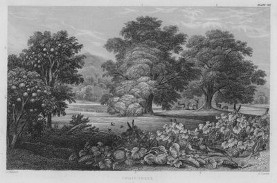 Meyve Ağaçları (renkli gravür) by J. (after) Stewart