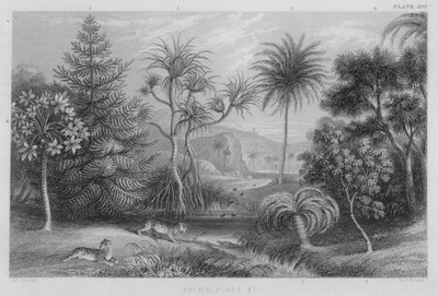 Avuç içi, Çam vb. (renkli gravür) by J. (after) Stewart