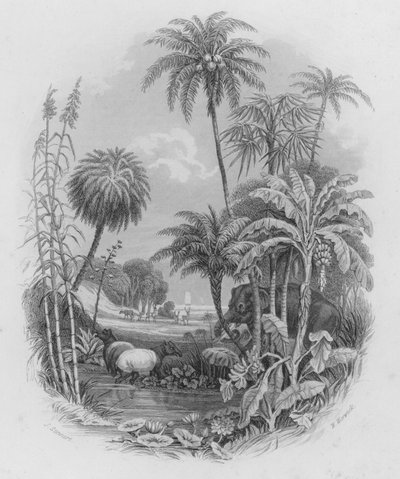 Sebze Krallığı (renkli gravür) by J. (after) Stewart