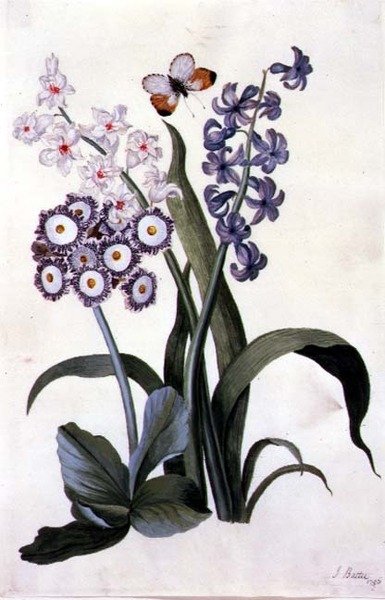 Hibrit Auricula ve Turuncu Uçlu Kelebek ile Yarı Çift Beyaz ve Mavi Sümbül by J. Battie