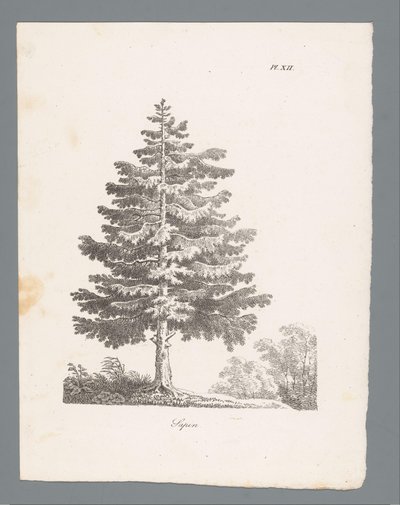 gümüş köknar Sapin (nesne üzerindeki başlık) Ağaç çalışmaları (dizi adı) Etudes d
