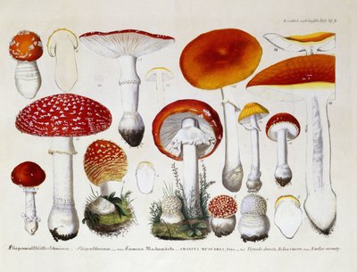 Amanita Muscaria, c.1831-46 by J. G. Calve