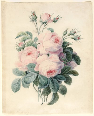 Centifolia Gülleri Spreyi (parşömen üzerindeki grafit dış hat üzerinde wc) by J. Herzog