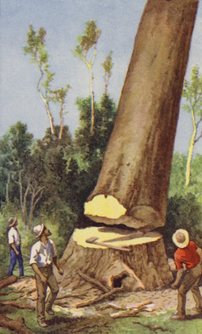 Kauri çamı kesmek (renkli taş) by J. Macfarlane