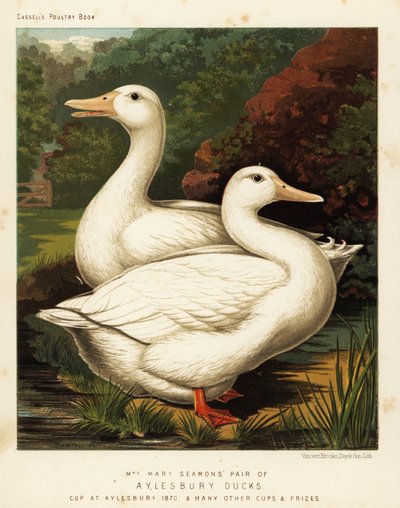 Aylesbury ördekleri by J. W. (after) Ludlow