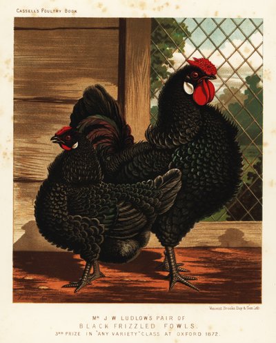Siyah kıvırcık kümes hayvanı, horoz ve tavuk by J. W. (after) Ludlow