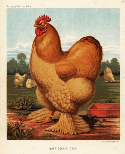 devetüyü horoz by J. W. (after) Ludlow