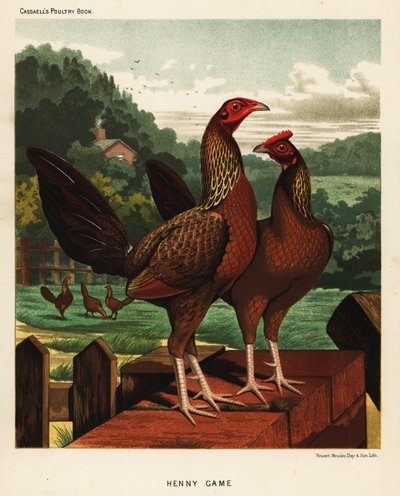 Henny veya hennie oyun kuşları by J. W. (after) Ludlow