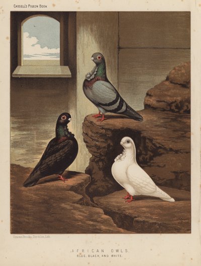 Güvercinler: Afrika Baykuşları, Mavi, Siyah ve Beyaz (renkli taş) by J. W. (after) Ludlow