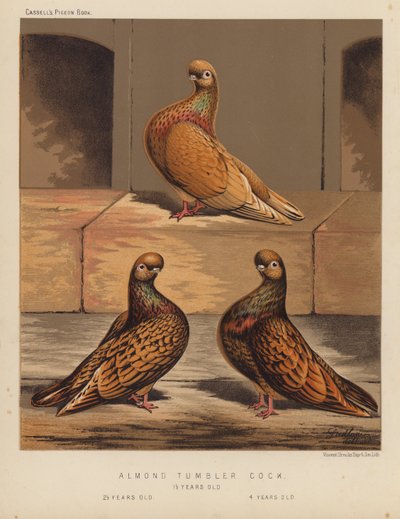 Güvercinler: Badem Bardak Horoz by J. W. (after) Ludlow