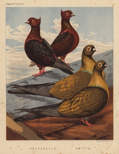 Güvercinler: Başmelekler; Swiftler (renkli lito) by J. W. (after) Ludlow