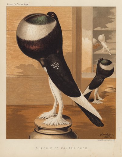 Güvercinler: Black-Pied Pouter Cock (renkli taş) by J. W. (after) Ludlow