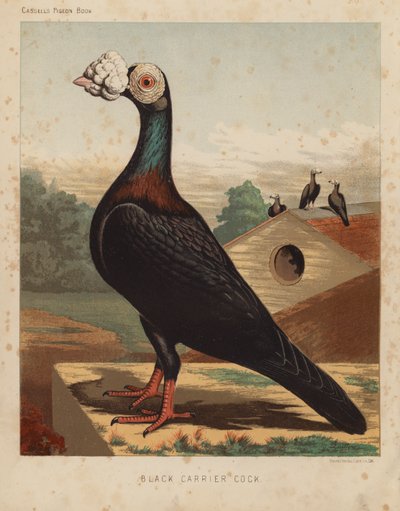 Güvercinler: Siyah Taşıyıcı Horoz (renkli taş) by J. W. (after) Ludlow