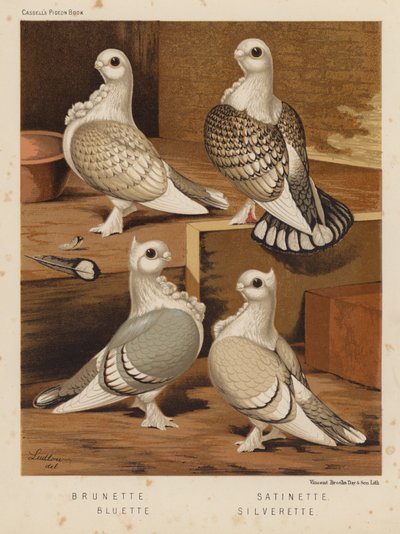 Güvercinler: Esmer; saten; mavi; Silverette (renkli taş) by J. W. (after) Ludlow