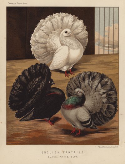 Güvercinler: İngiliz Fantails, Siyah, Beyaz, Mavi (renkli taş) by J. W. (after) Ludlow
