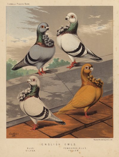 Güvercinler: İngiliz Baykuşları, Mavi, Toz Mavi, Gümüş, Sarı (renkli taş) by J. W. (after) Ludlow